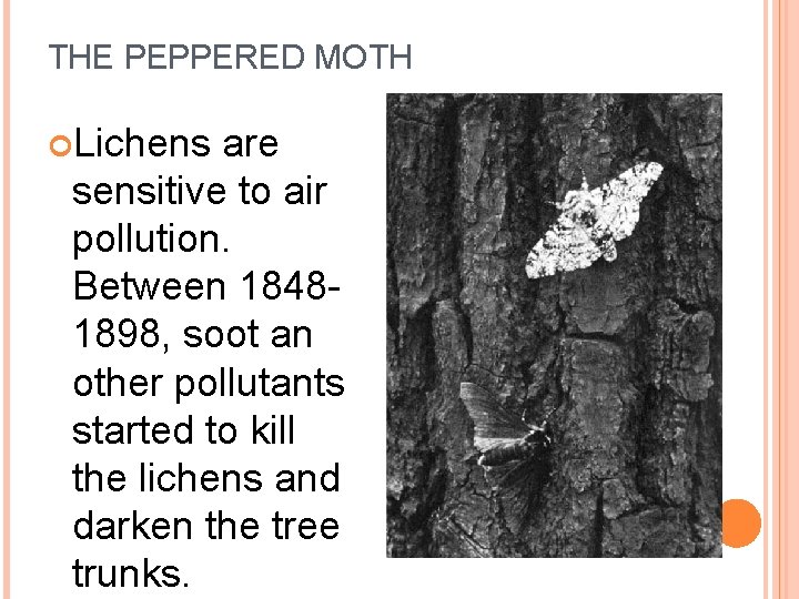 THE PEPPERED MOTH Lichens are sensitive to air pollution. Between 18481898, soot an other