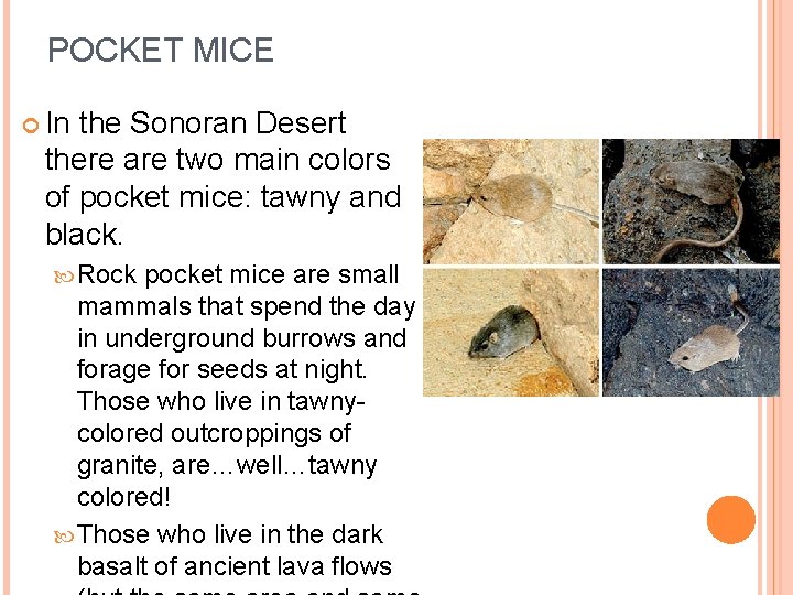 POCKET MICE In the Sonoran Desert there are two main colors of pocket mice: