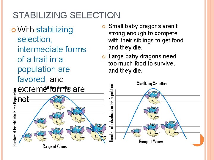 STABILIZING SELECTION With stabilizing selection, intermediate forms of a trait in a population are