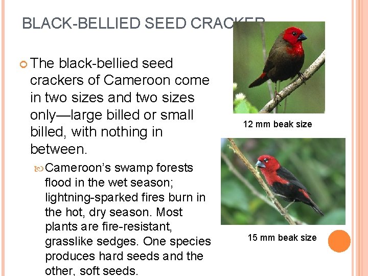 BLACK-BELLIED SEED CRACKER The black-bellied seed crackers of Cameroon come in two sizes and