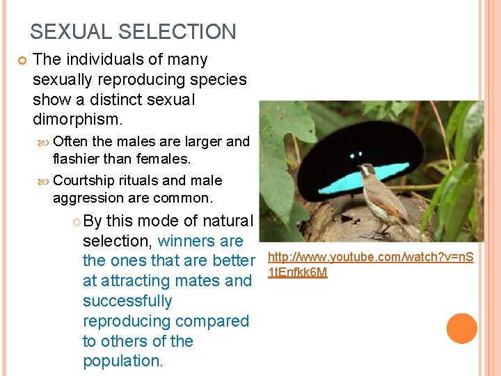 SEXUAL SELECTION The individuals of many sexually reproducing species show a distinct sexual dimorphism.