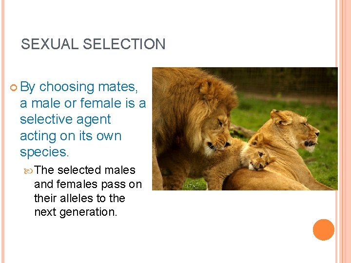 SEXUAL SELECTION By choosing mates, a male or female is a selective agent acting