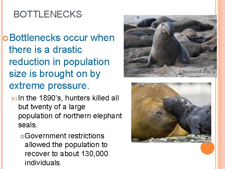 BOTTLENECKS Bottlenecks occur when there is a drastic reduction in population size is brought