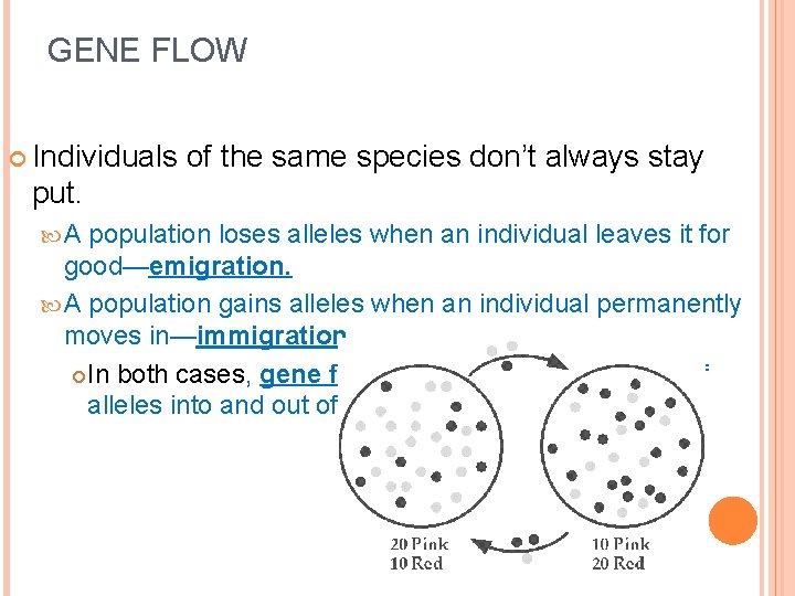 GENE FLOW Individuals of the same species don’t always stay put. A population loses