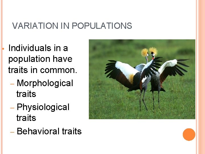 VARIATION IN POPULATIONS • Individuals in a population have traits in common. – Morphological