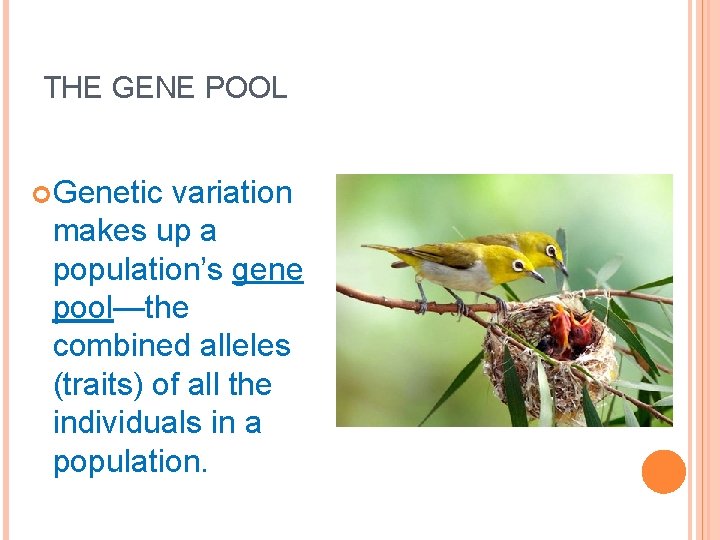 THE GENE POOL Genetic variation makes up a population’s gene pool—the combined alleles (traits)