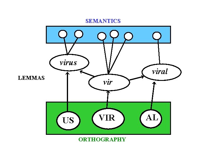 SEMANTICS virus LEMMAS viral vir US VIR ORTHOGRAPHY AL 