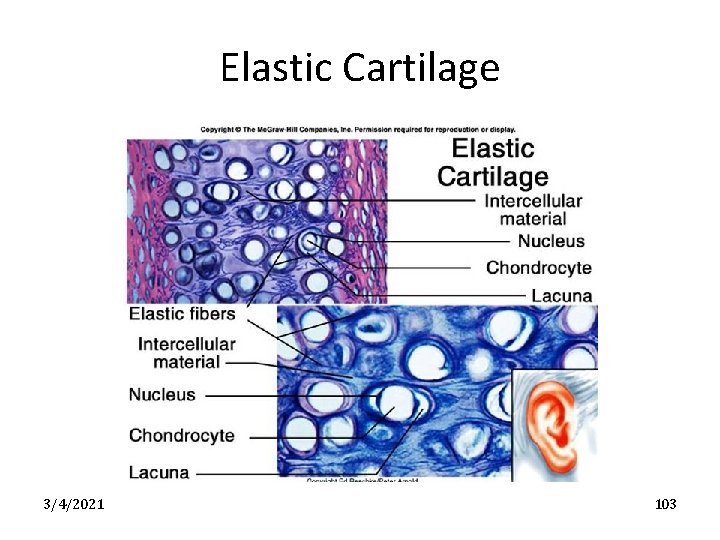 Elastic Cartilage 3/4/2021 103 