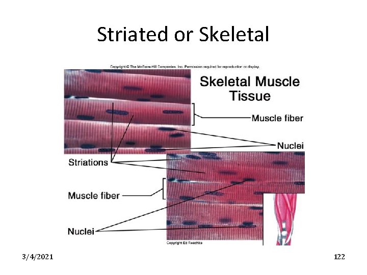 Striated or Skeletal 3/4/2021 122 