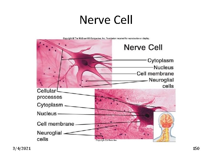 Nerve Cell 3/4/2021 150 