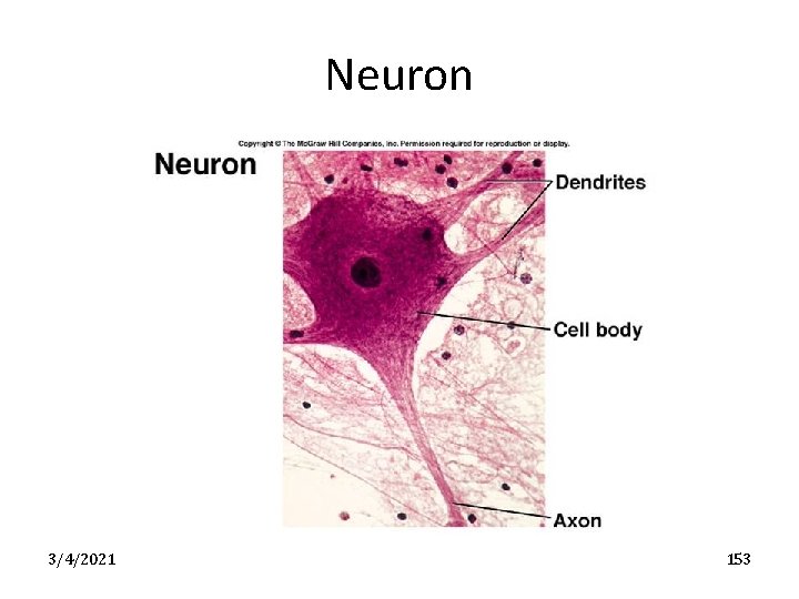 Neuron 3/4/2021 153 