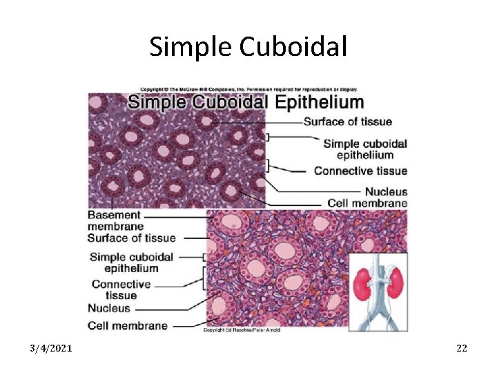 Simple Cuboidal 3/4/2021 22 