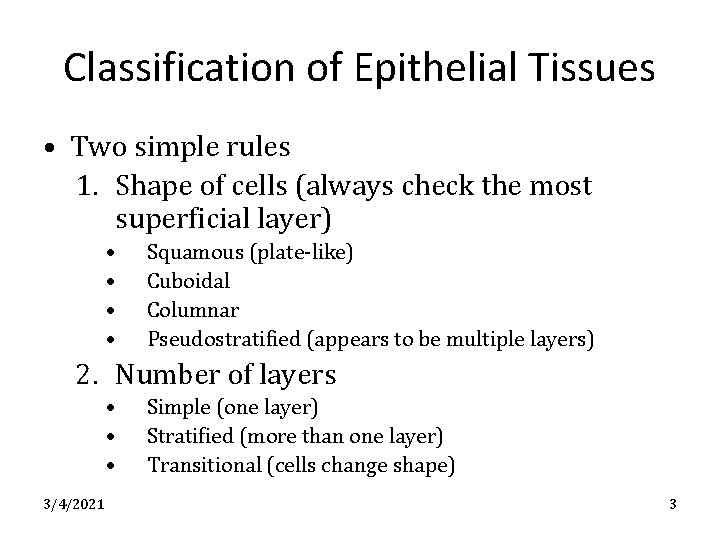 Classification of Epithelial Tissues • Two simple rules 1. Shape of cells (always check