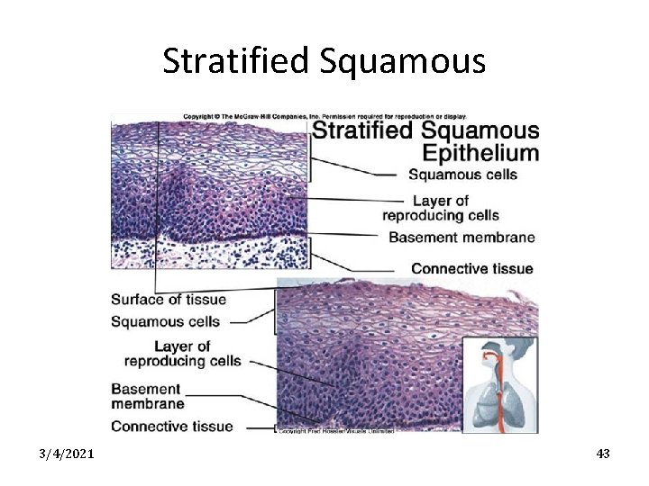 Stratified Squamous 3/4/2021 43 