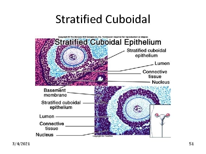 Stratified Cuboidal 3/4/2021 51 