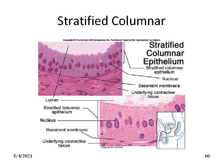 Stratified Columnar 3/4/2021 60 