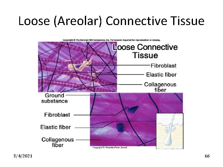Loose (Areolar) Connective Tissue 3/4/2021 66 