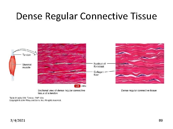 Dense Regular Connective Tissue 3/4/2021 80 