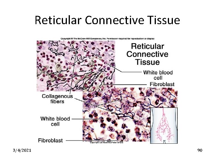 Reticular Connective Tissue 3/4/2021 90 