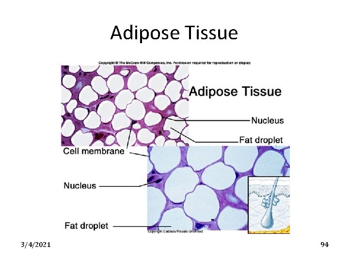 Adipose Tissue 3/4/2021 94 