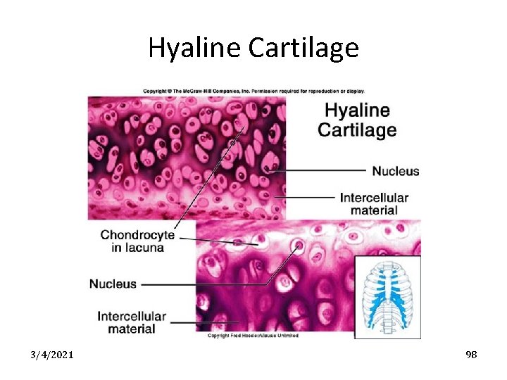 Hyaline Cartilage 3/4/2021 98 