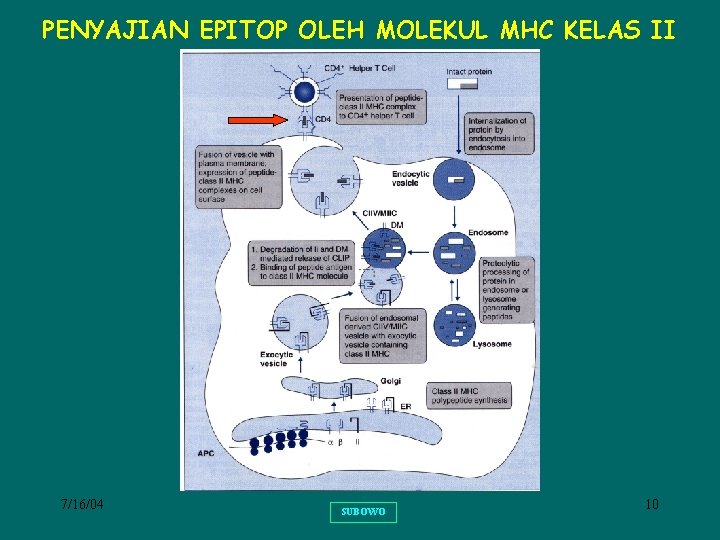 PENYAJIAN EPITOP OLEH MOLEKUL MHC KELAS II 7/16/04 SUBOWO 10 