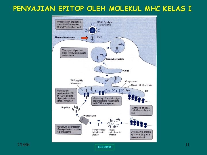 PENYAJIAN EPITOP OLEH MOLEKUL MHC KELAS I 7/16/04 SUBOWO 11 