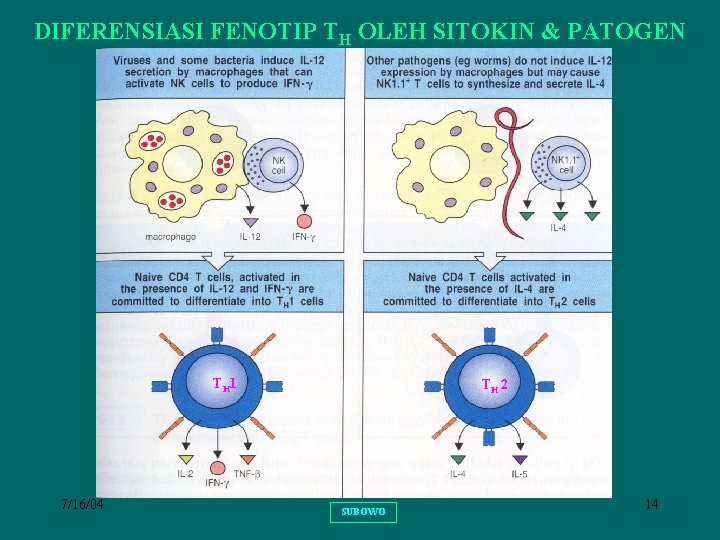 DIFERENSIASI FENOTIP TH OLEH SITOKIN & PATOGEN TH 1 7/16/04 TH 2 SUBOWO 14