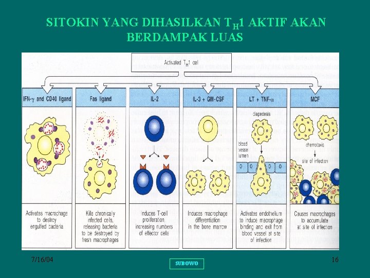 SITOKIN YANG DIHASILKAN TH 1 AKTIF AKAN BERDAMPAK LUAS 7/16/04 SUBOWO 16 