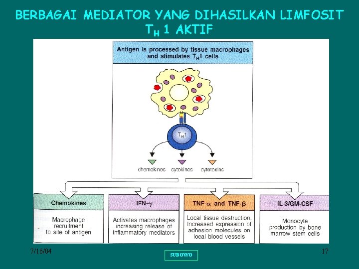 BERBAGAI MEDIATOR YANG DIHASILKAN LIMFOSIT TH 1 AKTIF 7/16/04 SUBOWO 17 