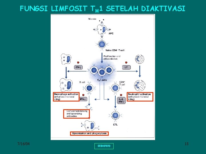 FUNGSI LIMFOSIT TH 1 SETELAH DIAKTIVASI 7/16/04 SUBOWO 18 