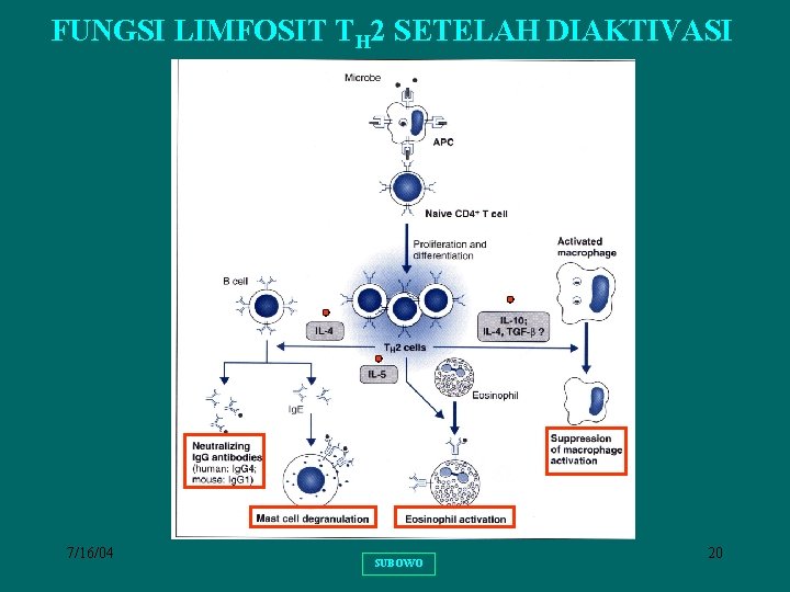 FUNGSI LIMFOSIT TH 2 SETELAH DIAKTIVASI 7/16/04 SUBOWO 20 