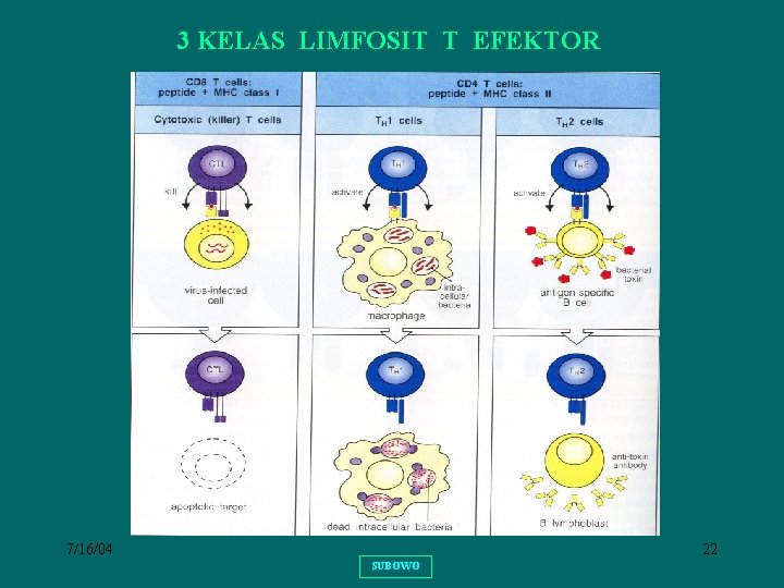 3 KELAS LIMFOSIT T EFEKTOR 7/16/04 22 SUBOWO 