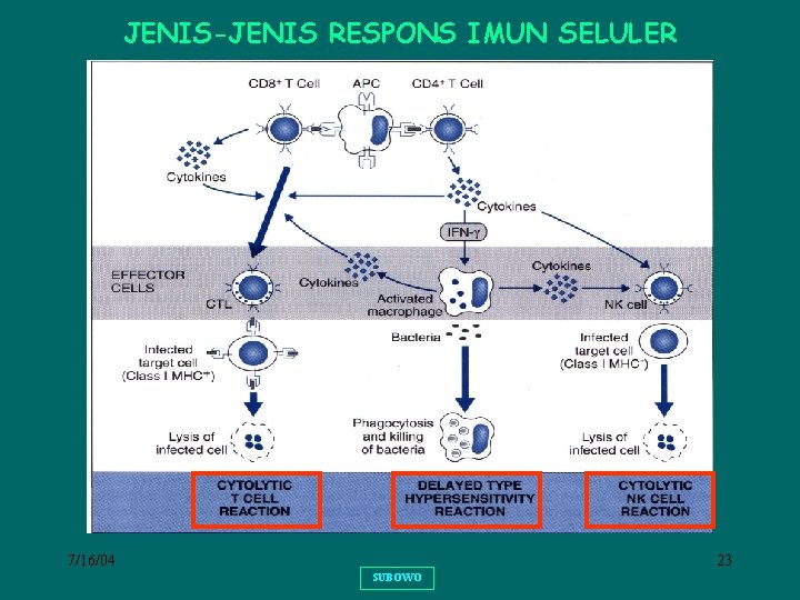 JENIS-JENIS RESPONS IMUN SELULER 7/16/04 23 SUBOWO 