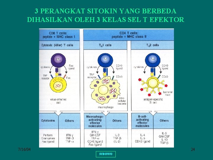 3 PERANGKAT SITOKIN YANG BERBEDA DIHASILKAN OLEH 3 KELAS SEL T EFEKTOR 7/16/04 24