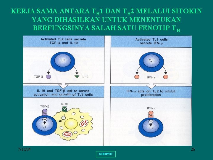 KERJA SAMA ANTARA TH 1 DAN TH 2 MELALUI SITOKIN YANG DIHASILKAN UNTUK MENENTUKAN