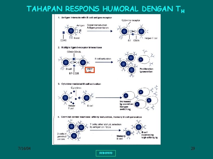 TAHAPAN RESPONS HUMORAL DENGAN TH 7/16/04 29 SUBOWO 