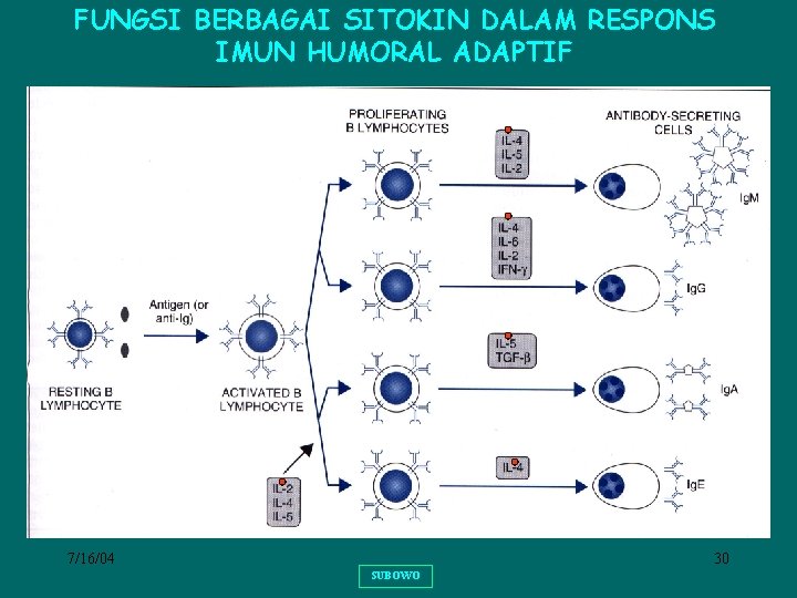 FUNGSI BERBAGAI SITOKIN DALAM RESPONS IMUN HUMORAL ADAPTIF 7/16/04 30 SUBOWO 