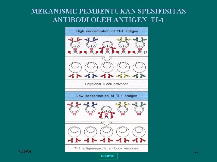 MEKANISME PEMBENTUKAN SPESIFISITAS ANTIBODI OLEH ANTIGEN TI-1 7/16/04 32 SUBOWO 