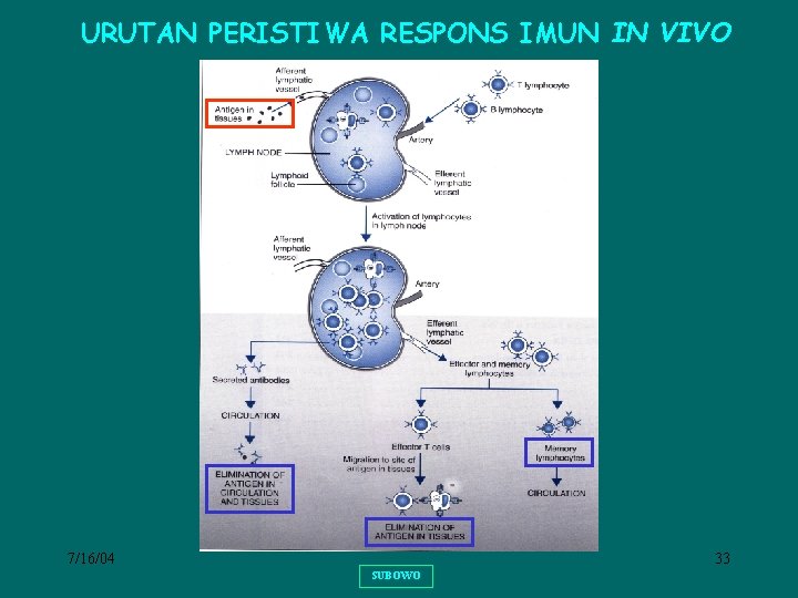 URUTAN PERISTIWA RESPONS IMUN IN VIVO 7/16/04 33 SUBOWO 