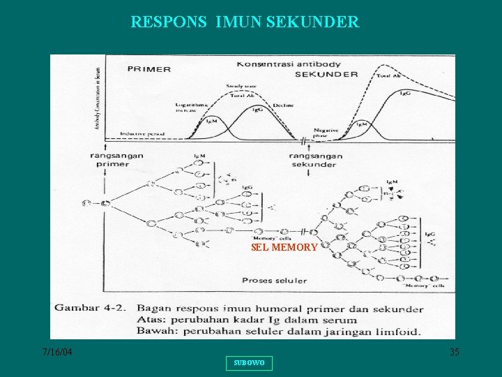 RESPONS IMUN SEKUNDER SEL MEMORY 7/16/04 35 SUBOWO 