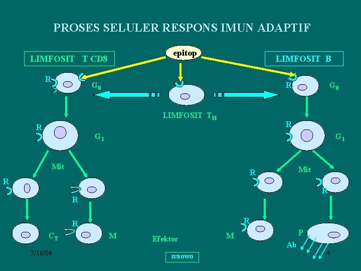 PROSES SELULER RESPONS IMUN ADAPTIF epitop LIMFOSIT T CD 8 R LIMFOSIT B G