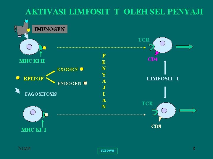 AKTIVASI LIMFOSIT T OLEH SEL PENYAJI IMUNOGEN TCR MHC Kl II EXOGEN EPITOP FAGOSITOSIS