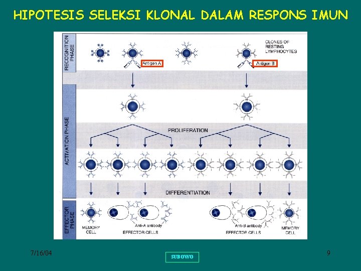 HIPOTESIS SELEKSI KLONAL DALAM RESPONS IMUN 7/16/04 SUBOWO 9 