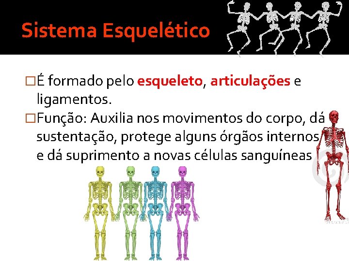 Sistema Esquelético �É formado pelo esqueleto, articulações e ligamentos. �Função: Auxilia nos movimentos do