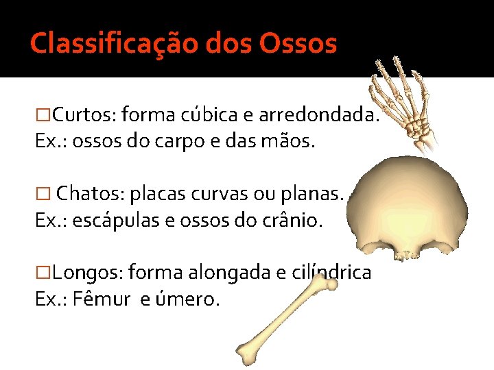 Classificação dos Ossos �Curtos: forma cúbica e arredondada. Ex. : ossos do carpo e