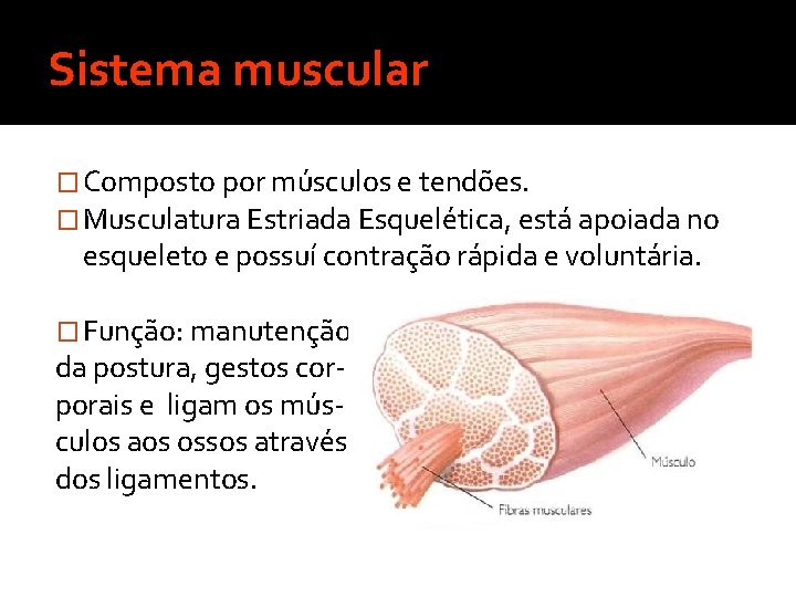 Sistema muscular � Composto por músculos e tendões. � Musculatura Estriada Esquelética, está apoiada