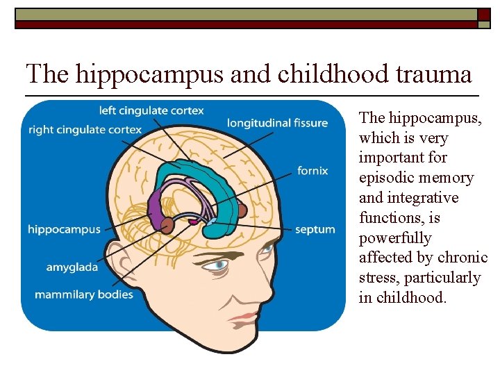The hippocampus and childhood trauma The hippocampus, which is very important for episodic memory