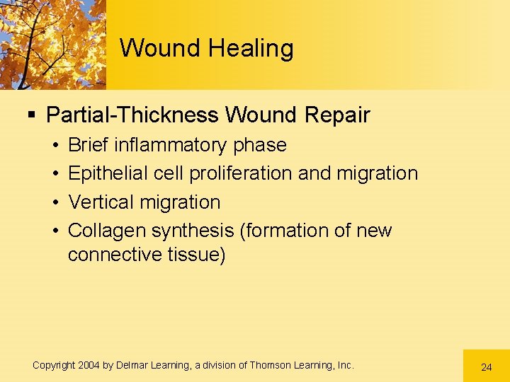 Wound Healing § Partial-Thickness Wound Repair • • Brief inflammatory phase Epithelial cell proliferation Wound Healing § Partial-Thickness Wound Repair • • Brief inflammatory phase Epithelial cell proliferation