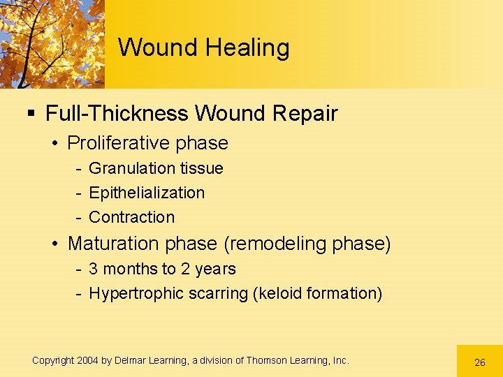 Wound Healing § Full-Thickness Wound Repair • Proliferative phase - Granulation tissue - Epithelialization Wound Healing § Full-Thickness Wound Repair • Proliferative phase - Granulation tissue - Epithelialization